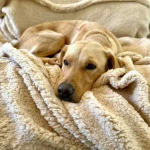 Sherpa Fleece Dog Blanket